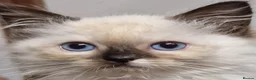 Ragdoll cats for sale: Gorgeous gccf reg Ragdoll kittens - Advert 17