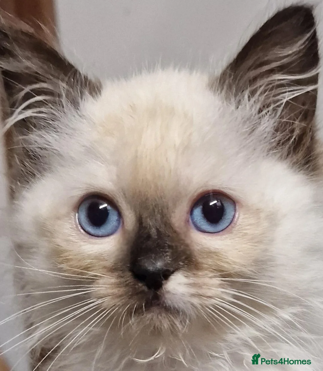 Ragdoll cats for sale: Gorgeous gccf reg Ragdoll kittens - Advert 17
