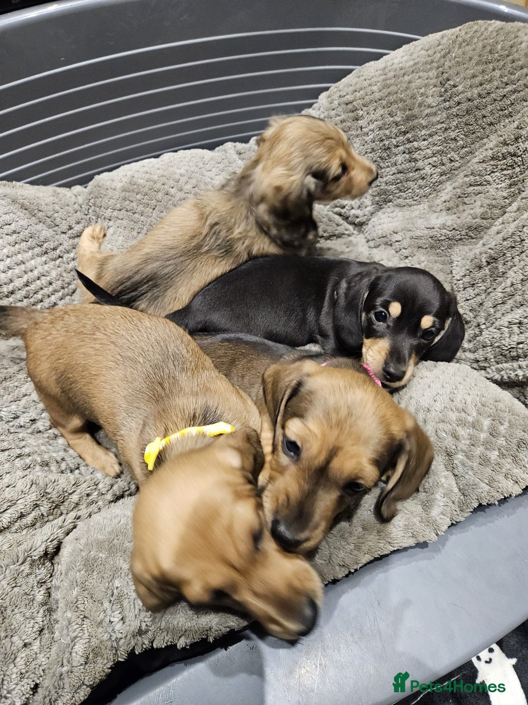 Miniature Dachshund dogs for sale: Miniature shaded cream dachshunds  - Advert 11