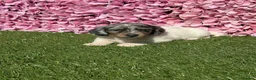 Miniature Dachshund dogs for sale: Miniature Daschund  in Cardiff - Advert 3