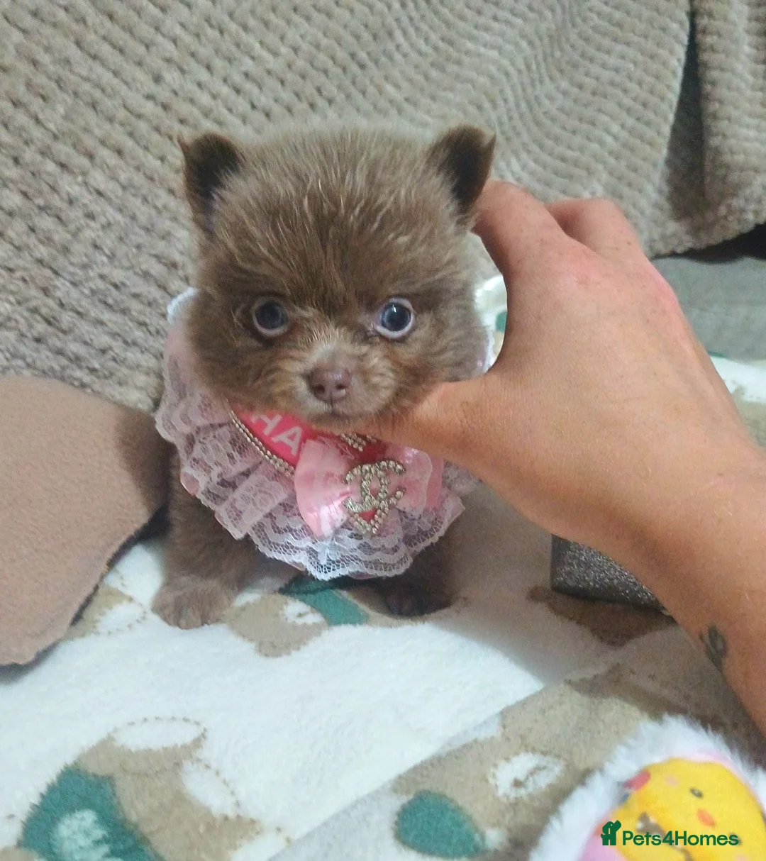 Pomeranian dogs for sale: Amazing Tiny lilac pomeranian girls  - Advert 2