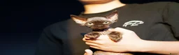 Devon Rex cats for sale: 🤎 Chocolate Devon Rex Boy Umber 🤎 - Advert 13