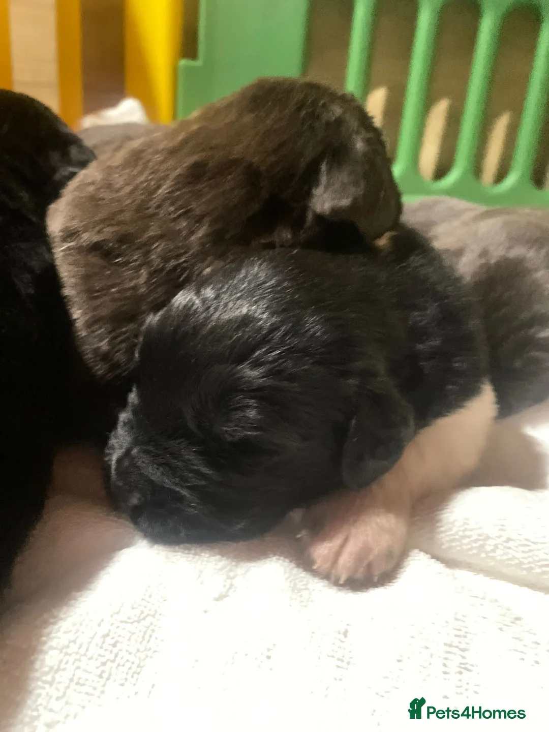 Newfoundland dogs for stud: KC REGISTERED NEWFOUNDLAND STUD HEALTH TESTED  in Basildon - Advert 10