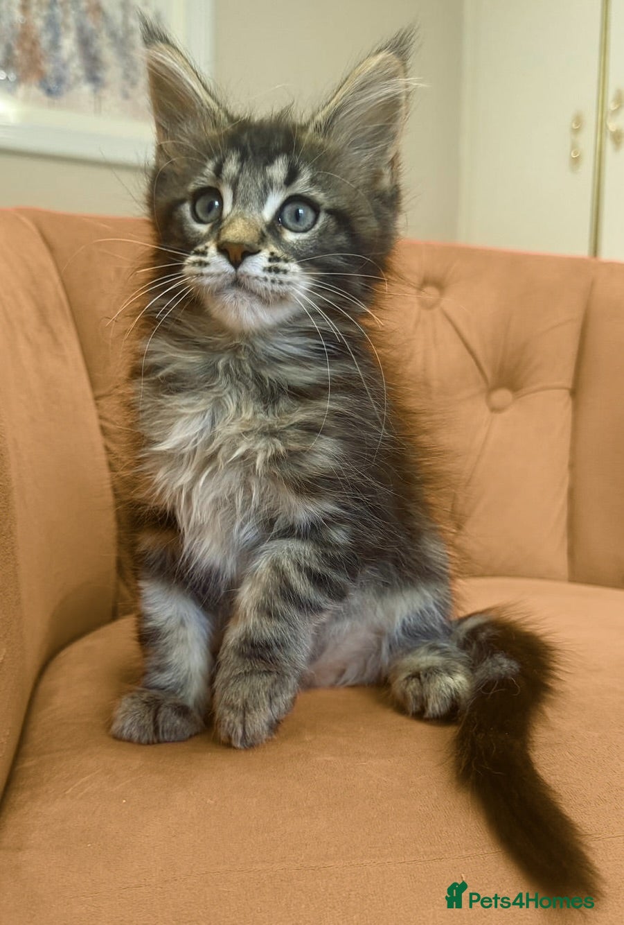 Maine Coon cats Stunning, friendly pedigree XL Maine Coons last 2! - Advert 2