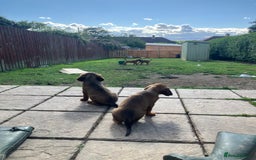 Mixed Breed dogs for sale: Beautiful setter pups Gordon/Irish  - Image 3