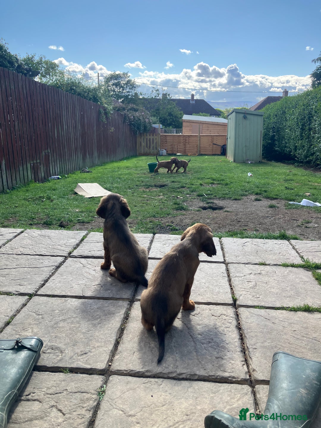 Mixed Breed dogs for sale: Beautiful setter pups Gordon/Irish  - Image 3