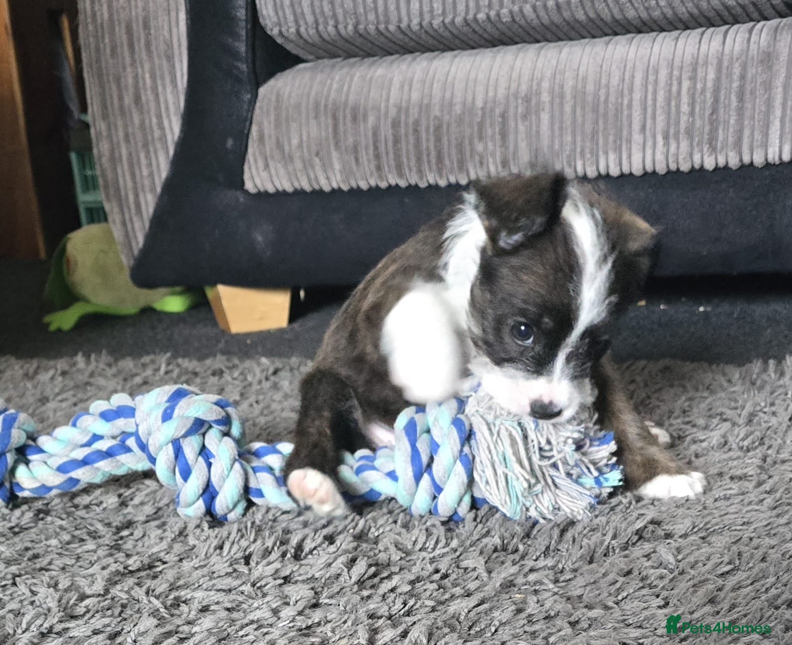 Mixed Breed dogs frenchie x cockerpoo pups  - Advert 18