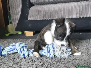 Mixed Breed dogs frenchie x cockerpoo pups - Advert 18