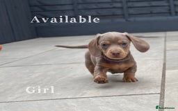 Miniature Dachshund dogs for sale: Isabella & tan miniature smoothcoat daschunds - Image 10