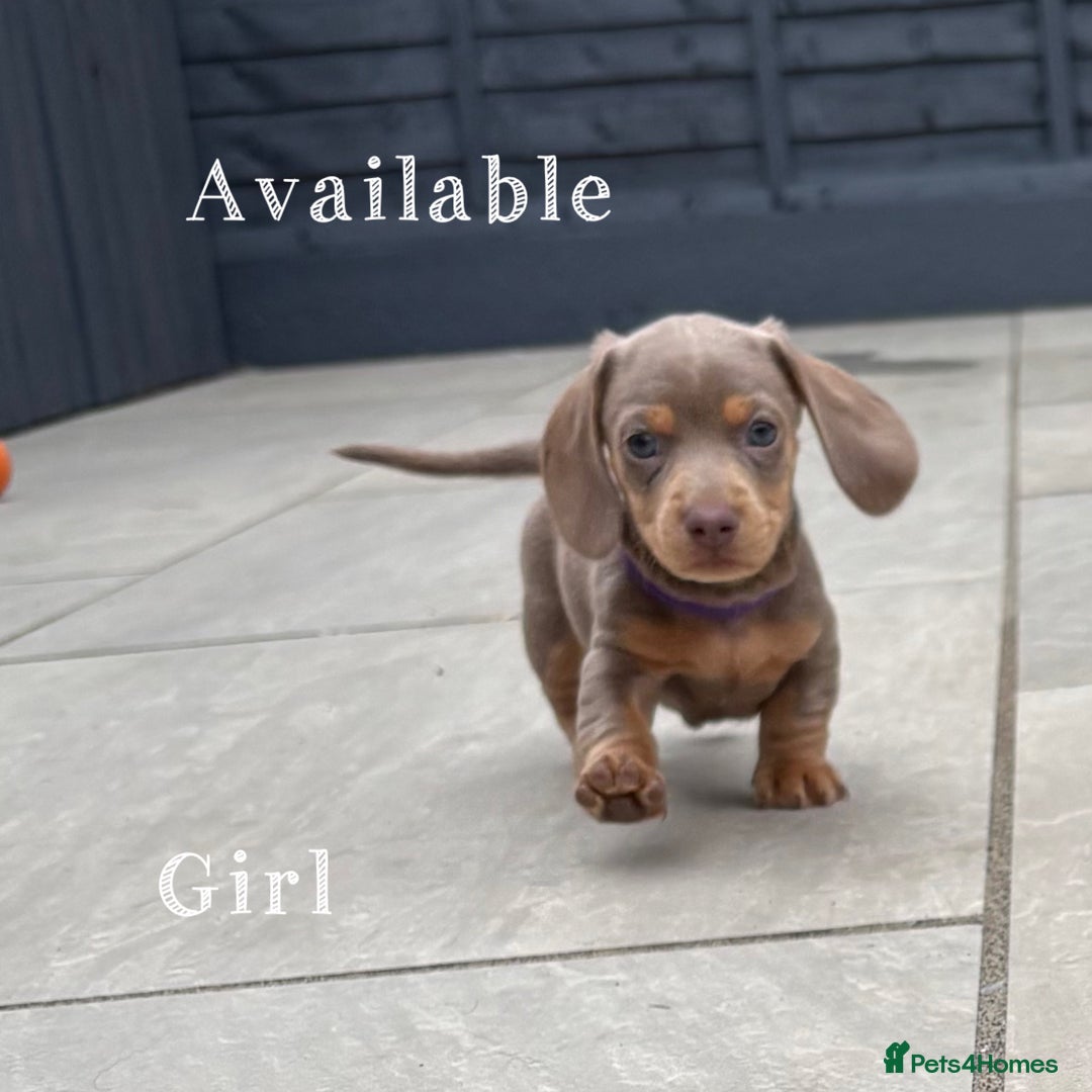 Miniature Dachshund dogs for sale: Isabella & tan miniature smoothcoat daschunds - Image 10