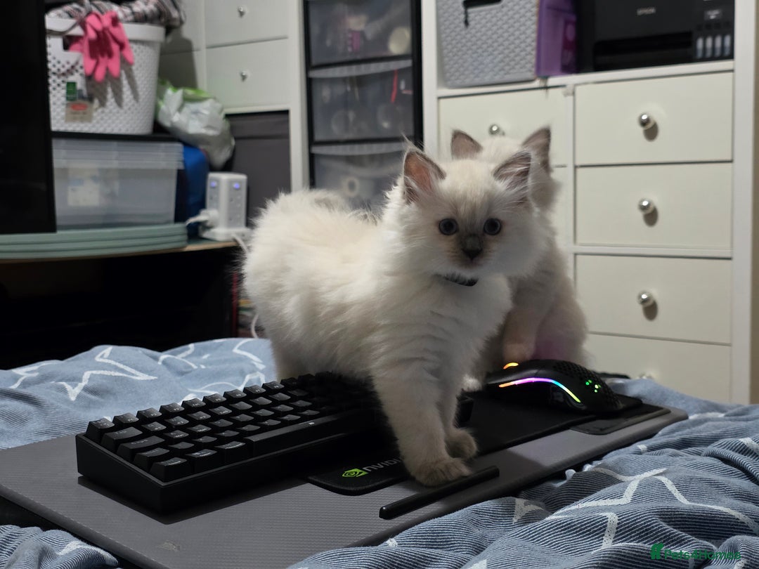 Ragdoll cats for sale: GCCF REGISTERED RAGDOLL KITTENS  - Advert 9