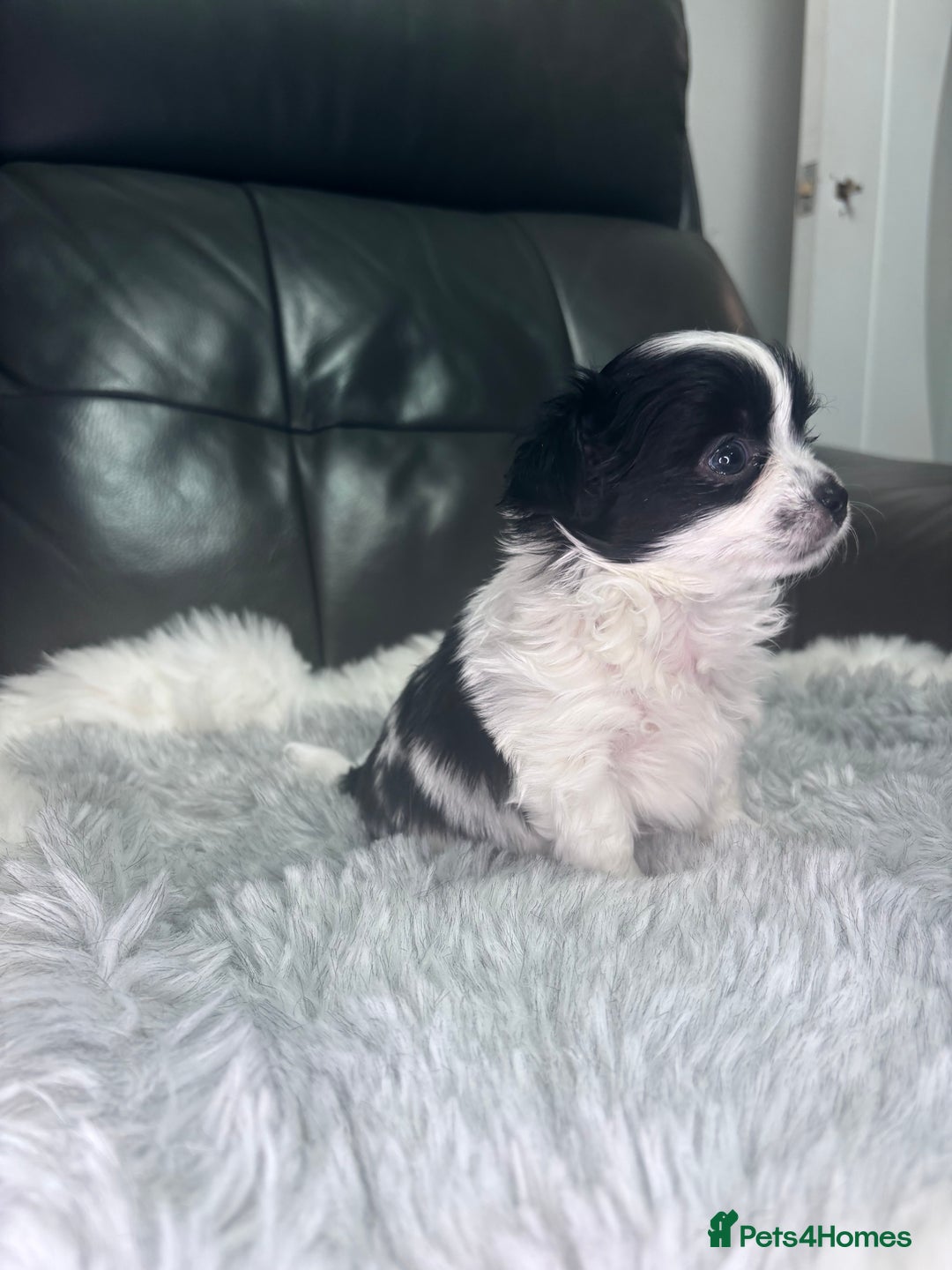Chihuahua dogs for sale: Stunning tiny Chihuahua puppy’s male female  - Advert 16