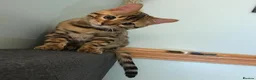 Bengal cats for sale: Clean, Healthy-Looking, and Charming Bengal Kitten in Birmingham - Advert 5