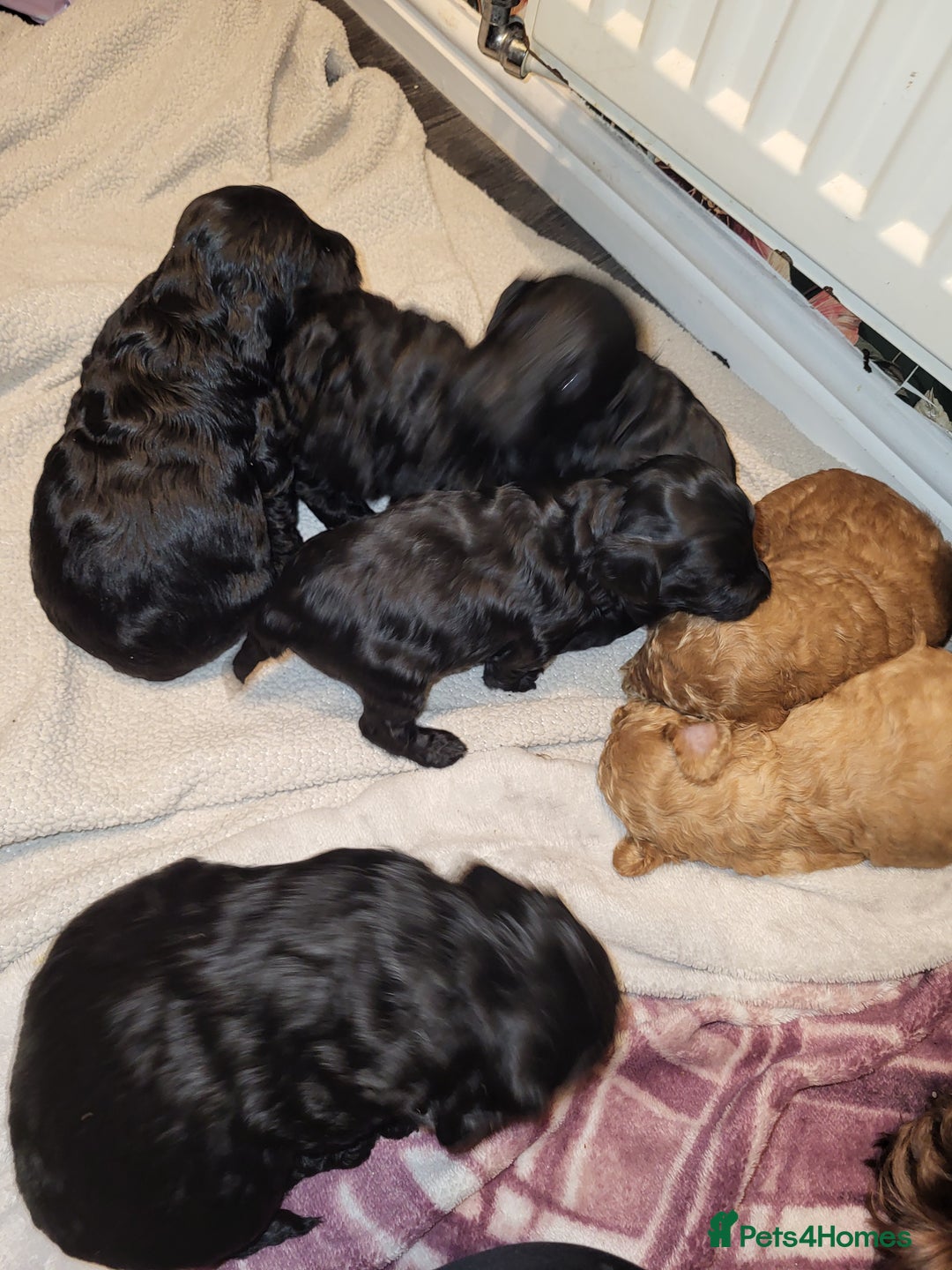 Cockapoo dogs for sale: 1 LEFT Toy f1b cokapoos🐶🐶 - Advert 24