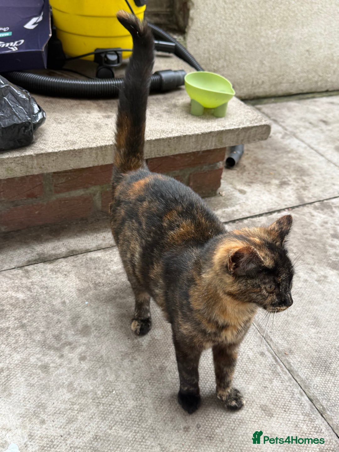 Mixed Breed cats for sale: Black and ginger female cat - Image 3