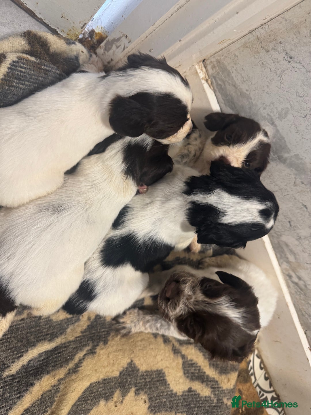 Cocker Spaniel dogs for sale: Cocker spaniel puppies working family pets - Image 8