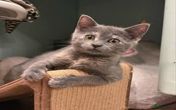 Russian Blue cats for sale: Blue Russian  - Image 1