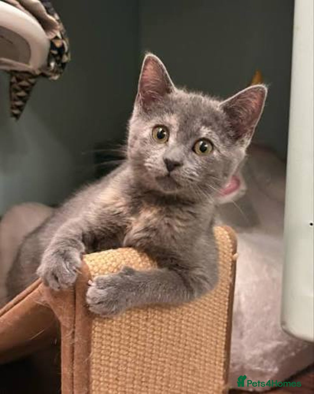 Russian Blue cats for sale: Blue Russian  - Image 1
