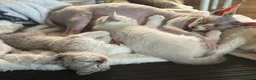 Devon Rex cats for sale: Devon rex  x sphynx kittens  in Bristol - Advert 16