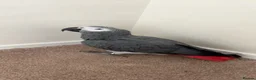 Parrots birds for sale: Amazing African gray parrots available  in Manchester - Advert 6