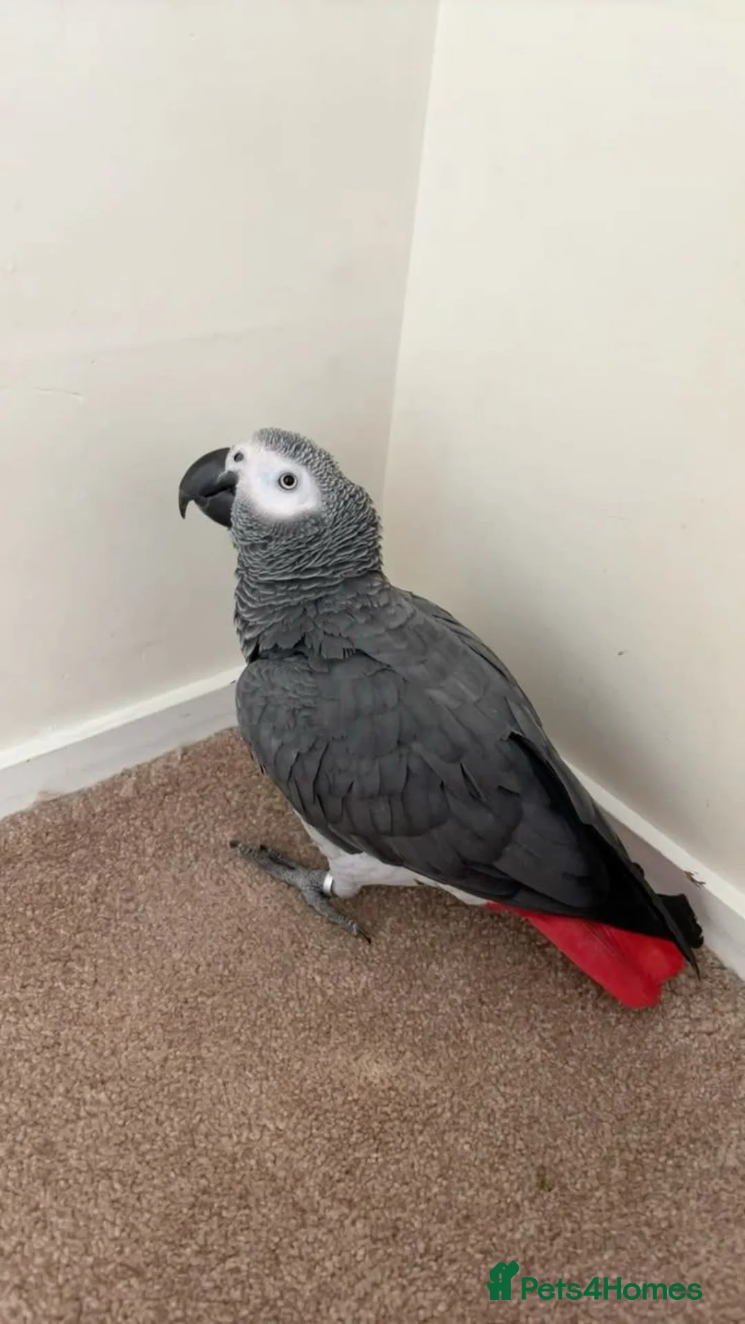 Parrots birds for sale: Amazing African gray parrots available  in Manchester - Advert 6