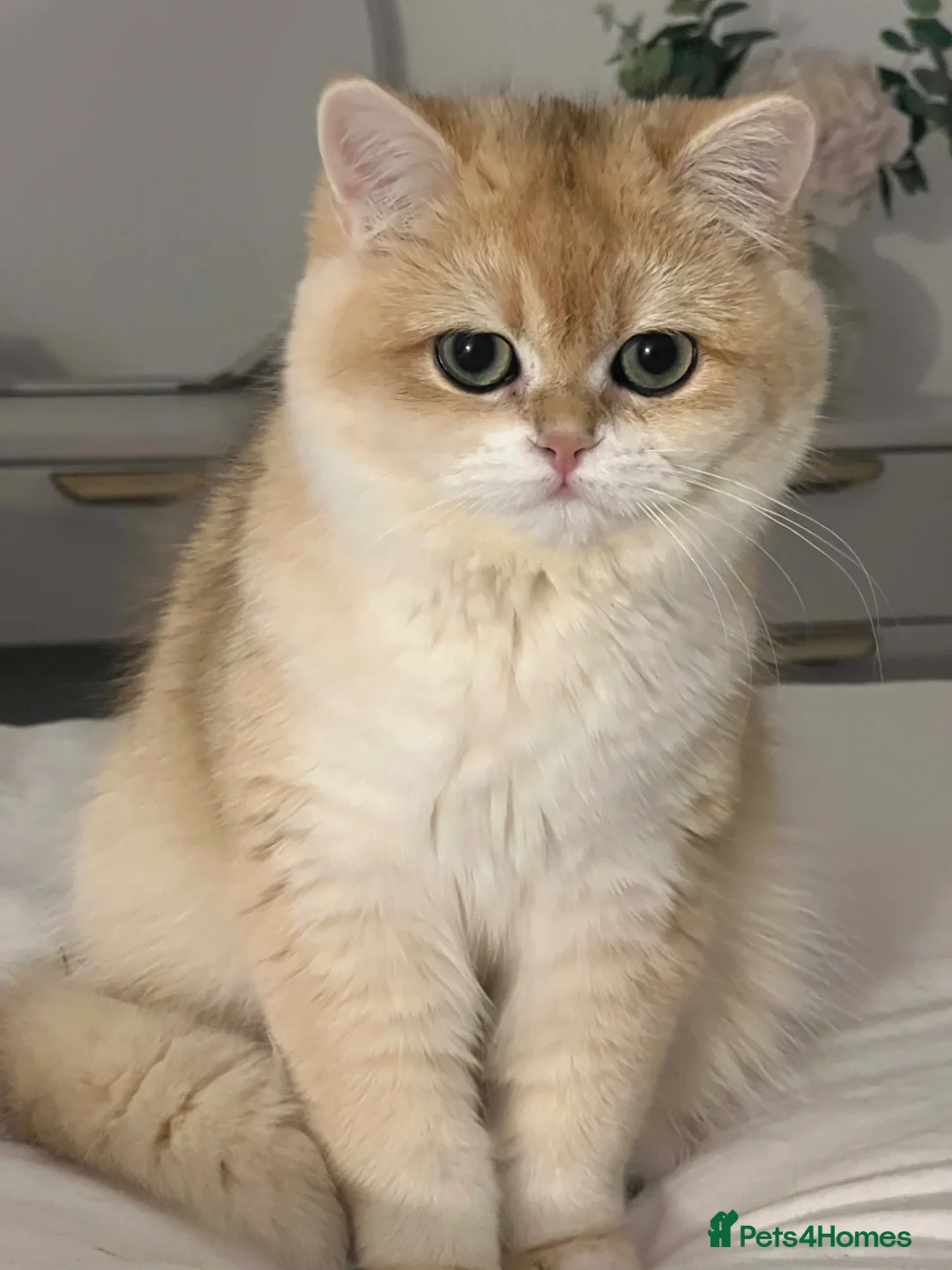 British Shorthair cats for sale: 🏆 Tica registered ny12 British Shorthair Girl 🏆 - Advert 2