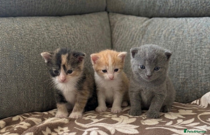 Maine Coon cats VACCINATED & CHIPPED British shorthair X Mainecoon - Advert 6