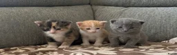 Maine Coon cats for sale: British shorthair X Mainecoon - Advert 15