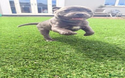 Staffordshire Bull Terrier dogs for sale: Stunning Staffordshire Bull Terrier pups   in Farnborough - Image 7