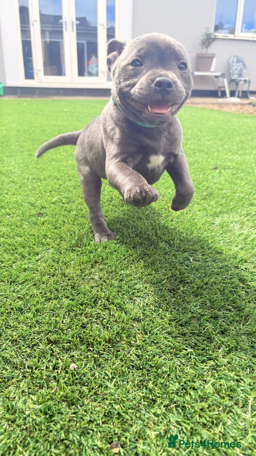 Staffordshire Bull Terrier dogs for sale: Stunning Staffordshire Bull Terrier pups   in Farnborough - Image 7