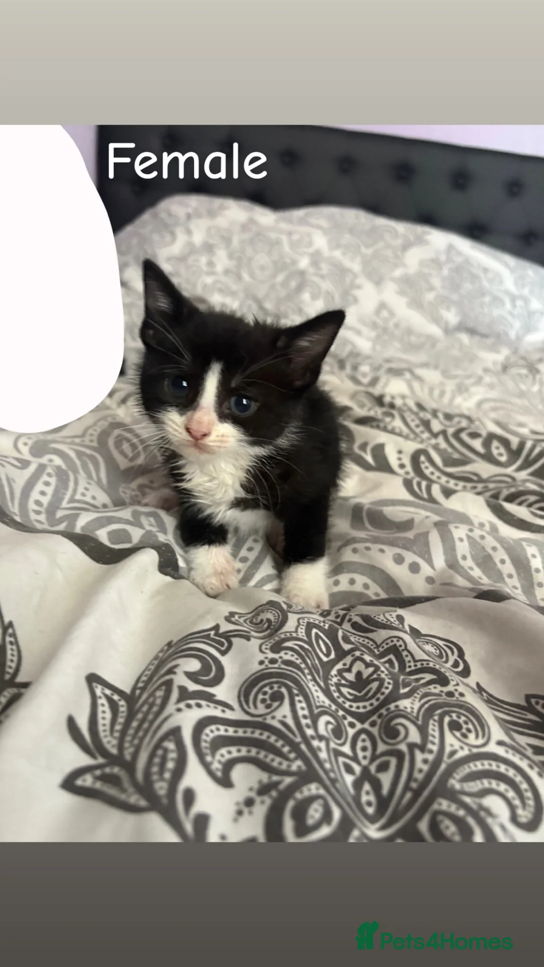 Mixed Breed cats for sale: Available Now Mixed Breed Tuxedo Kittens - Advert 9