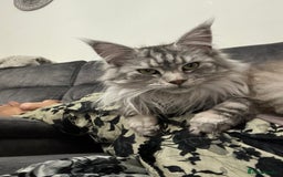 Maine Coon cats for sale: Majestic Purebred Maine Coon Kittens - TICA 🐾 - Advert 4