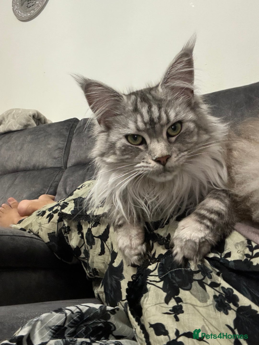 Maine Coon cats for sale: Majestic Purebred Maine Coon Kittens - TICA 🐾 - Advert 4