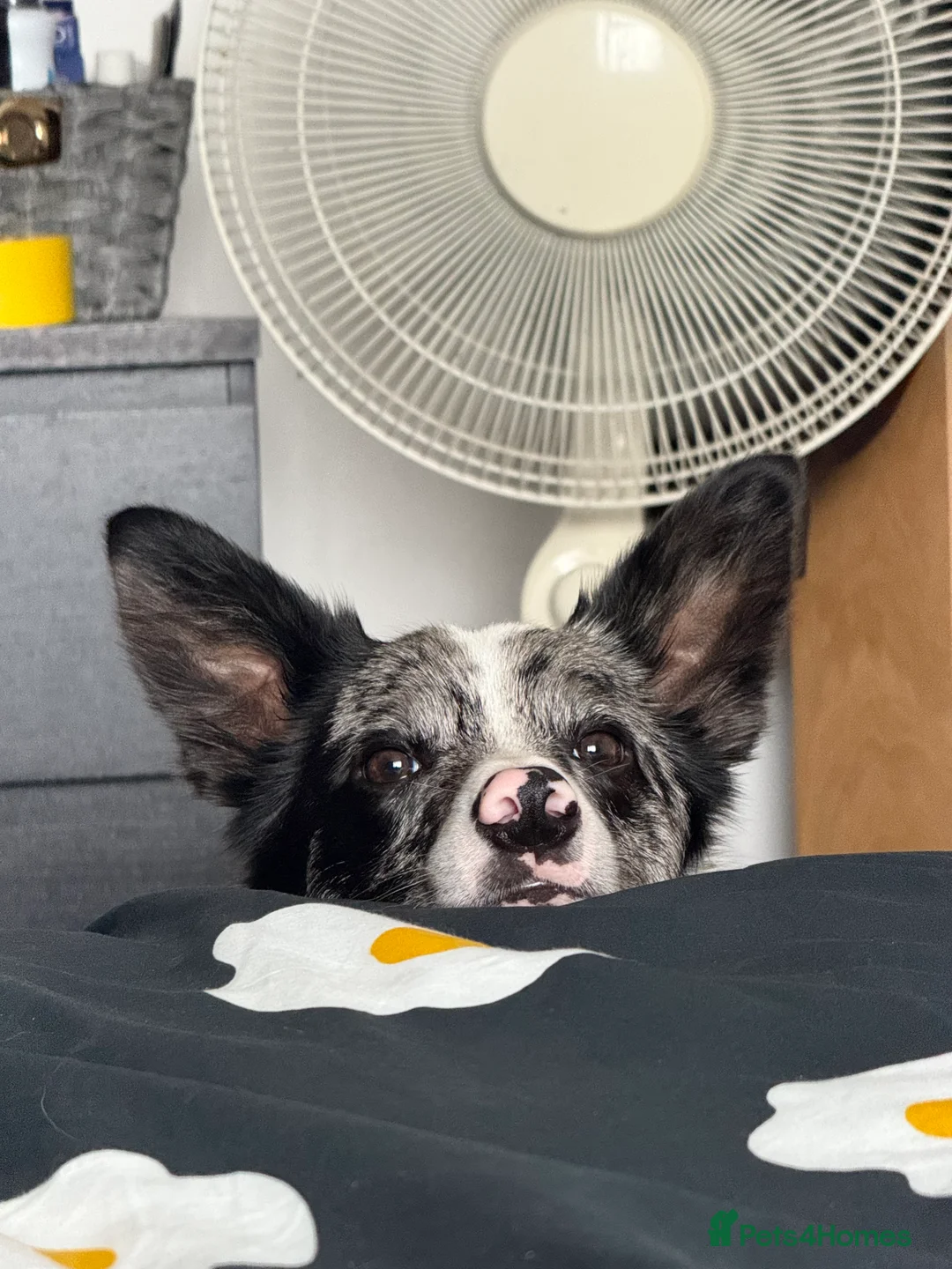 Border Collie dogs for sale: Merle border collie male  - Advert 2