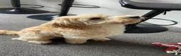 Mixed Breed dogs for sale: Gorgeous puppy for sale. Mixed bread cockapoochon - Advert 4