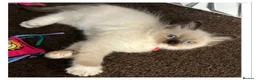 Ragdoll cats for sale: 6 cute pure breed Ragdoll kittens 2 boys 4 girls  - Advert 23
