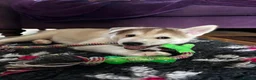 Siberian Husky dogs for sale: Exceptional Siberian Husky x Gsd Puppy - Advert 6