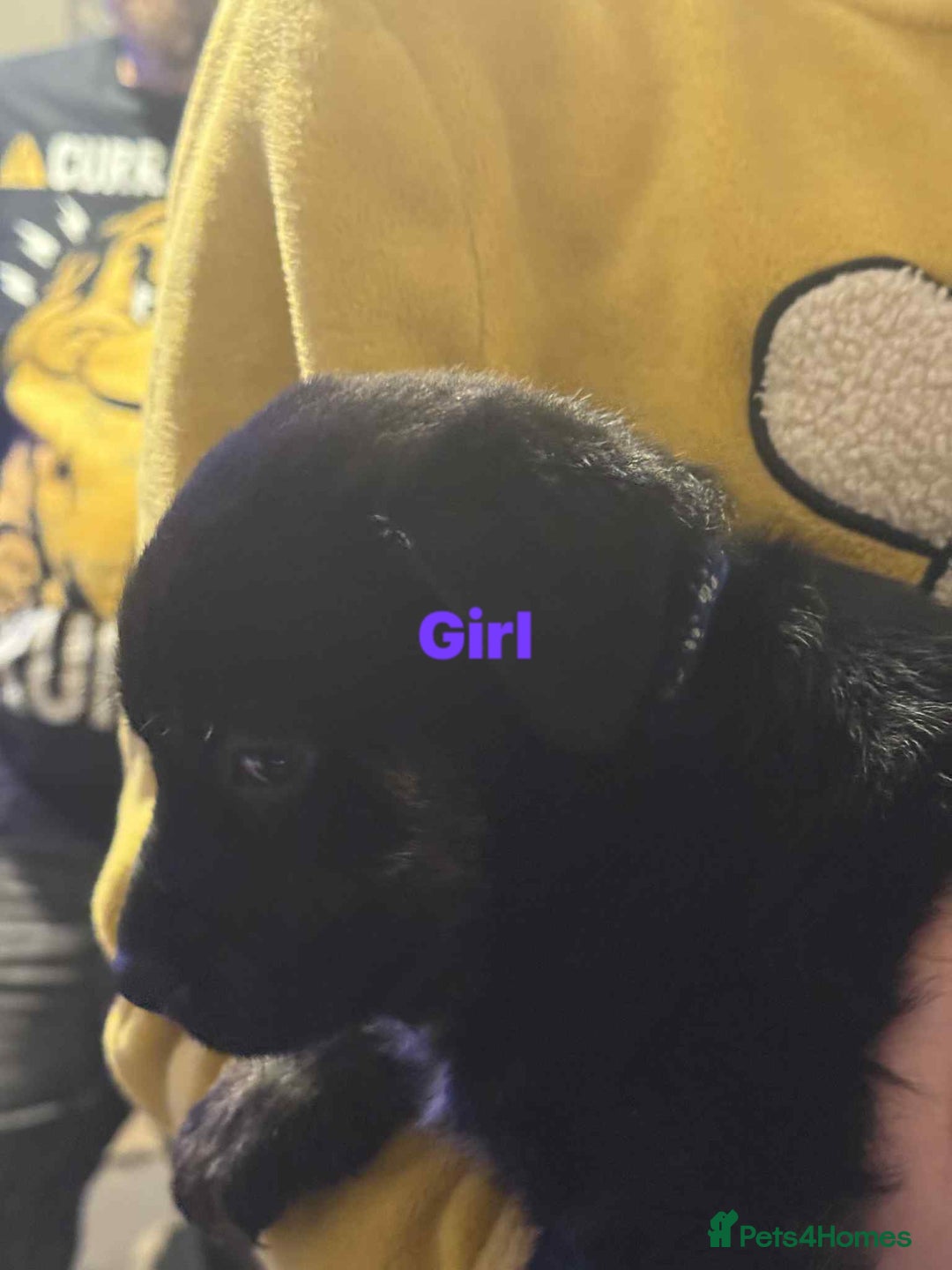 Mixed Breed dogs for sale: 6 week old staff x German pups  - Advert 3