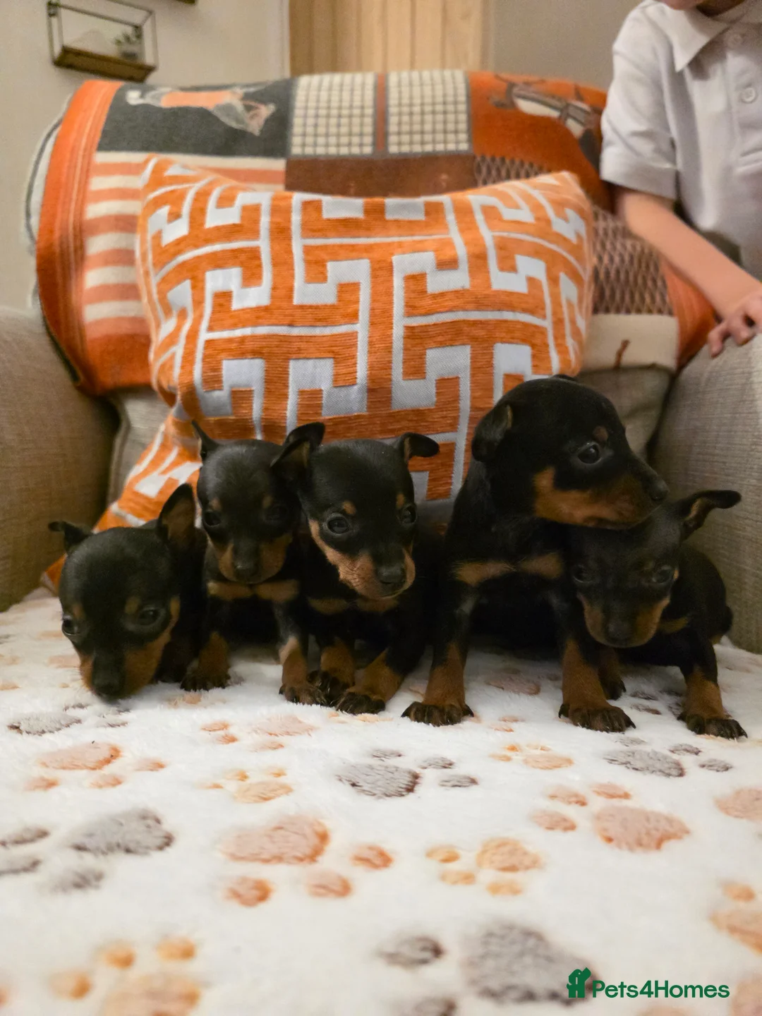 Miniature Pinscher dogs for sale: 5 beautiful miniature pincher pups - Advert 2