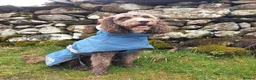 Cockapoo dogs for stud: F1 Cockapoo Stud PROVEN. DNA tested. Dougie in York - Advert 20