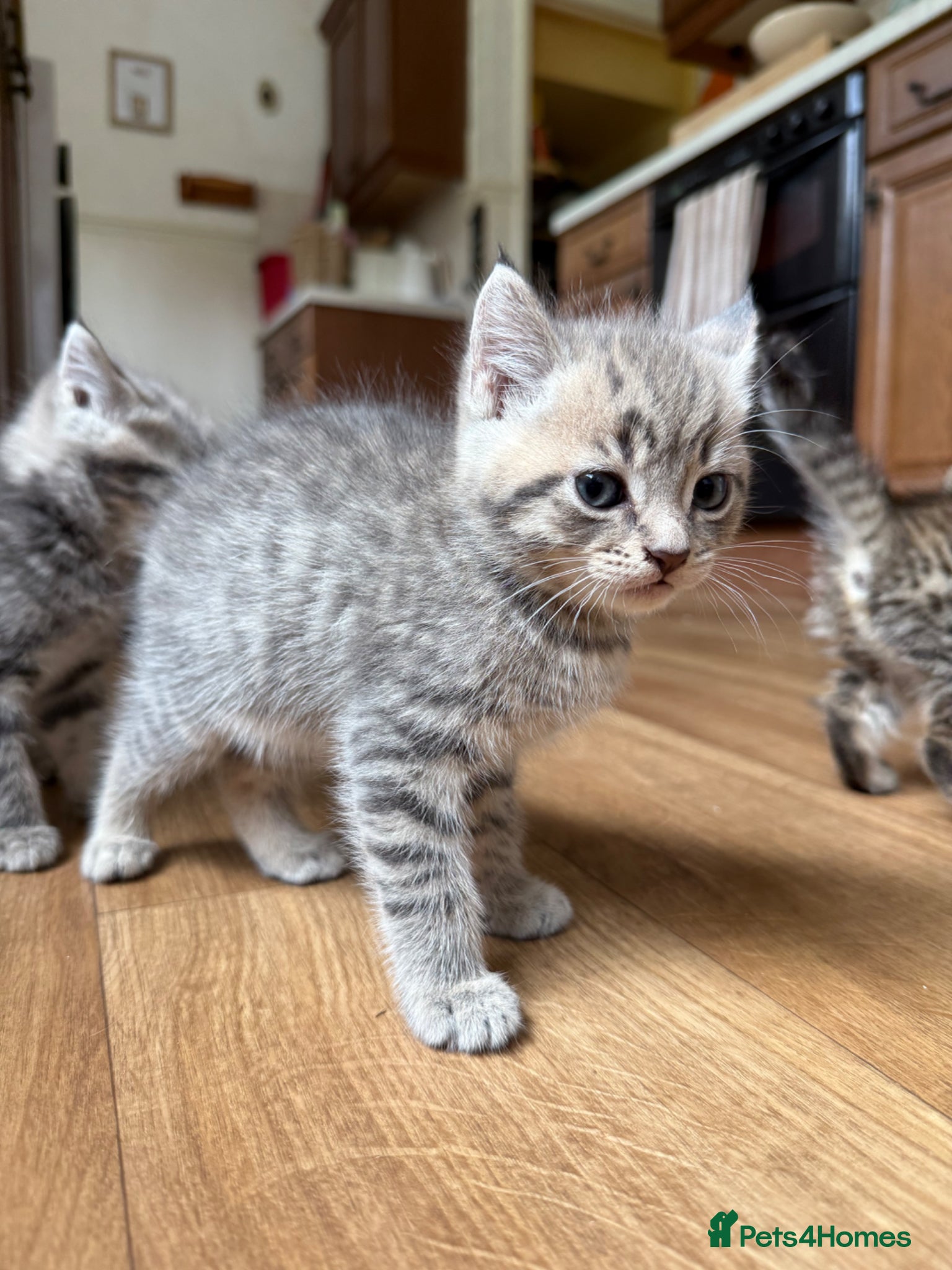 Mixed Breed cats for sale: 1 boy & 3 girl kittens 🐈🐾🩷🩵 - Advert 7