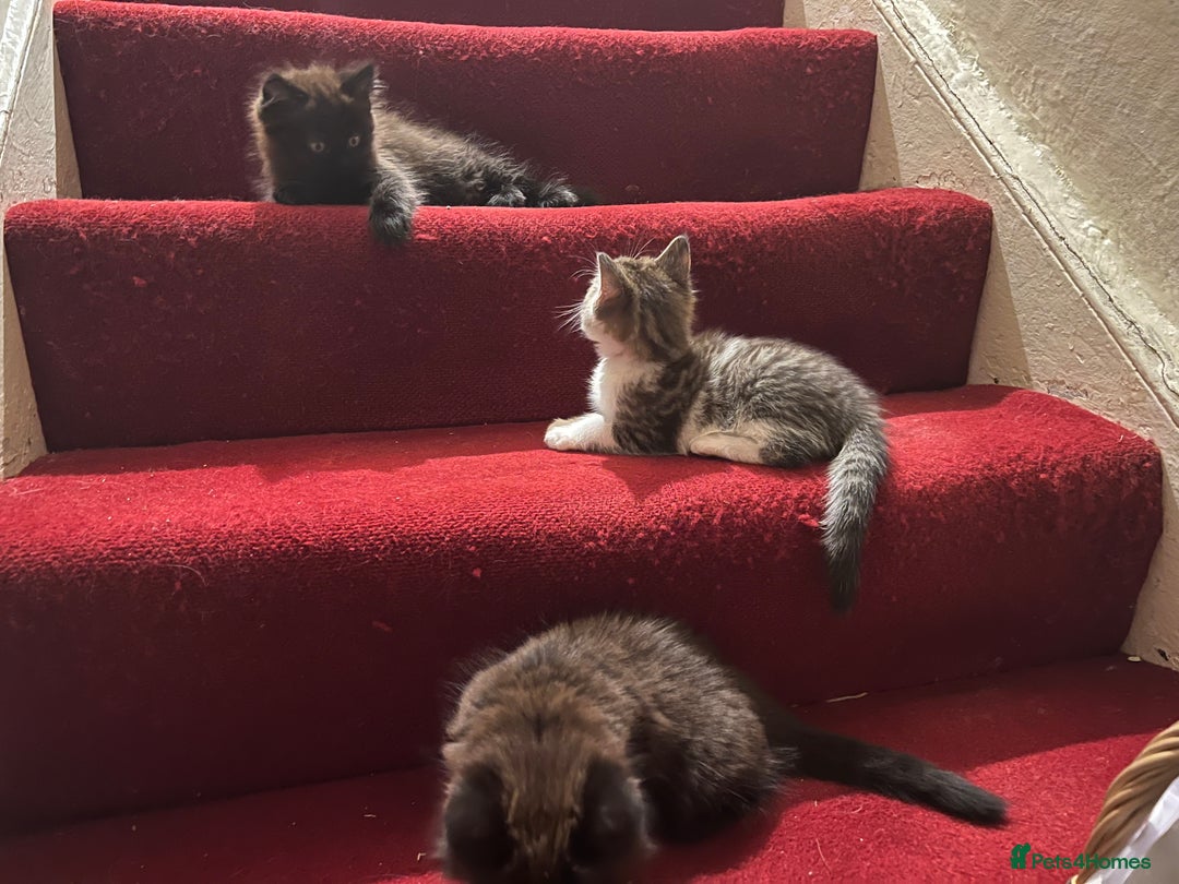 Ragdoll cats for sale: Ragdoll Cross Female Kittens - Image 1