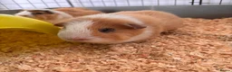 Guinea Pig rodents for sale: 2 male guinea pigs for rehoming  in Croydon - Advert 4