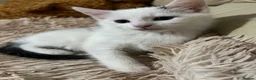 Mixed Breed cats for sale: 6 Lovely Kittens for sale  - Advert 29