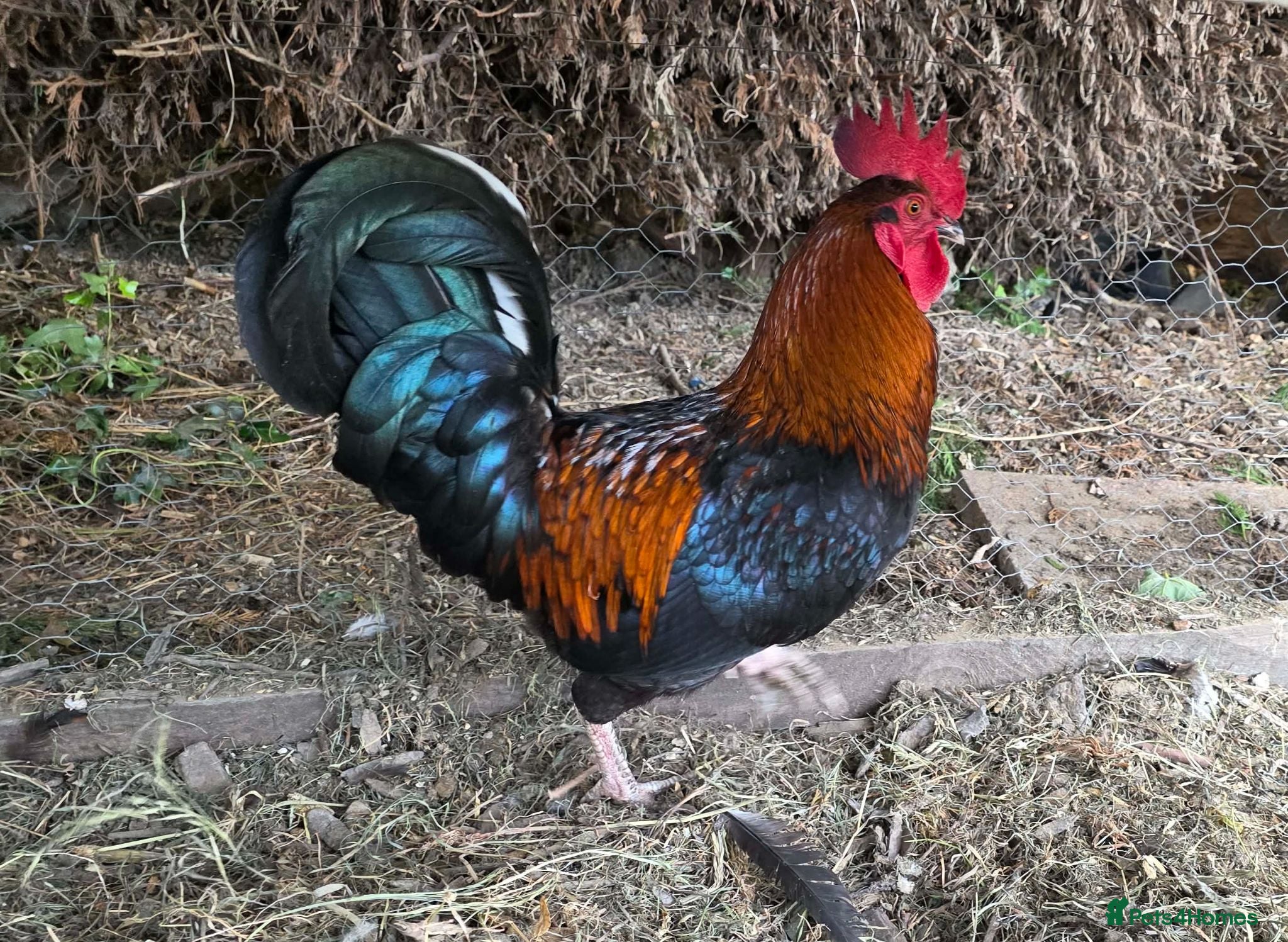 Chickens poultry Cockerel - Advert 1