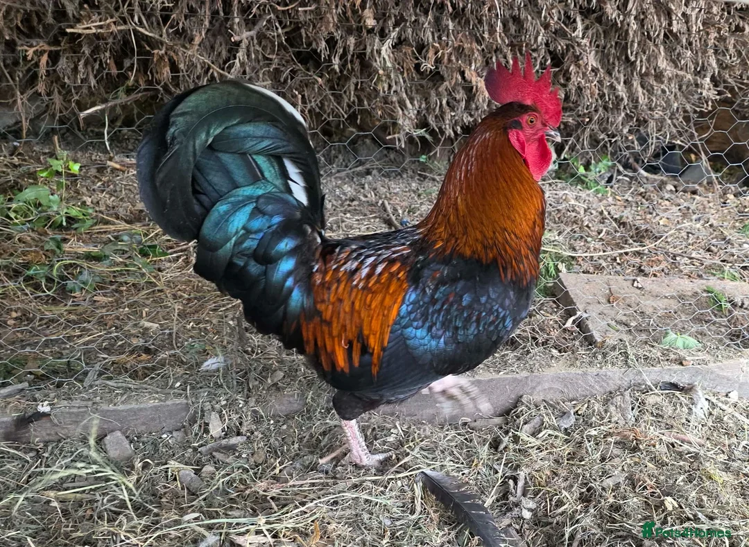 Chickens poultry for sale: Cockerel - Advert 1