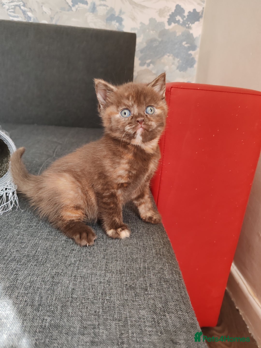 British Shorthair cats for sale: British shorthair kittens  - Image 11