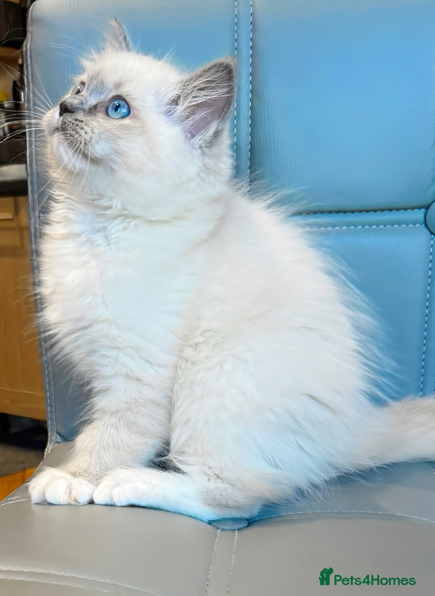 Ragdoll cats TICA ACTIVE REGISTERED RAGDOLL KITTENS DNA tested  - Advert 1
