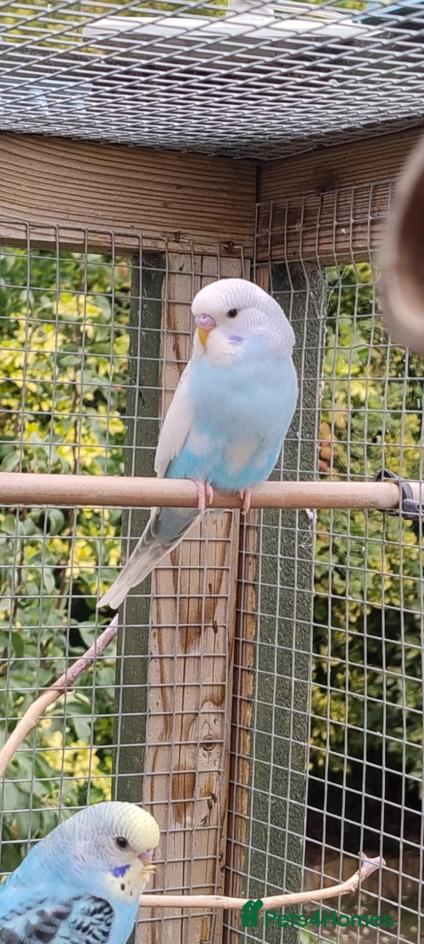 Budgerigars birds Baby budgies, easily tamed. Mixed colours - Advert 16