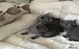 Russian Blue cats for sale: GCCF RUSSIAN BLUE KITTENS  💙🩷🐾 in Manchester - Image 17